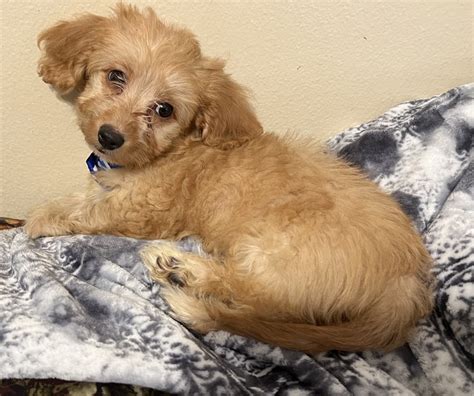 Doxiepoo puppies for sale - Pawrade is your trusted source to find a Doxiepoo puppy from a reputable breeder near you in California. Browse our available four-legged friends online today! We're Here Daily, 8AM - 11PM EST Call Us (888) 729-8812 ... Cute Doxiepoo Puppies for Sale in California: FAQs Answered